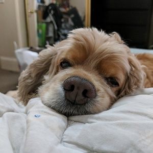 Meet your Posher, Aiden